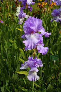 Paris Jardin des Plantes 'teki inanılmaz renkli çiçek bahçesi.