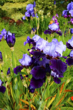 Paris Jardin des Plantes 'teki inanılmaz renkli çiçek bahçesi.