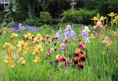 Paris Jardin des Plantes 'teki inanılmaz renkli çiçek bahçesi.
