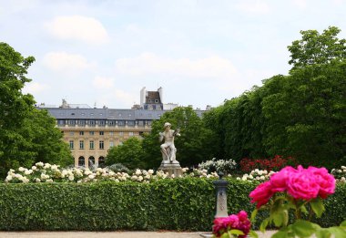 Paris 'teki Palais-Royal' in güzel gül bahçesi.