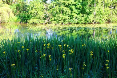 Fransa 'nın büyüleyici köyü Samois-sur-Seine