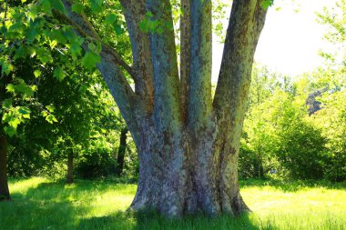 Fransa 'nın büyüleyici köyü Samois-sur-Seine