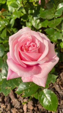 Paris 'teki eski demiryolu hattının güzel bahçesi.