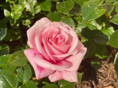 Paris 'teki eski demiryolu hattının güzel bahçesi.
