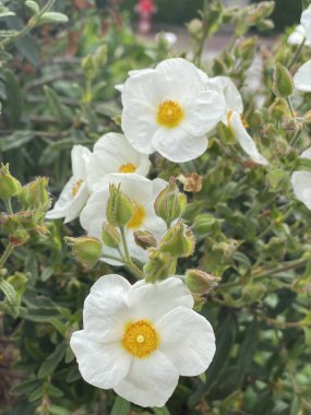 Büyüleyici gül bahçesi Park de Sceaux 'dur.