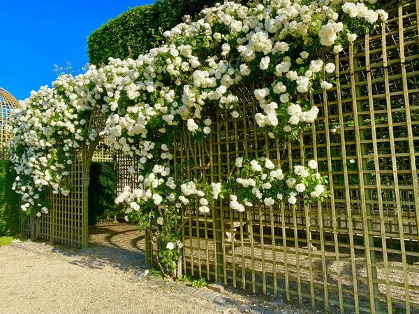 Γοητευτικός Κήπος Τριαντάφυλλο Ain Park Sceaux — Φωτογραφία Αρχείου