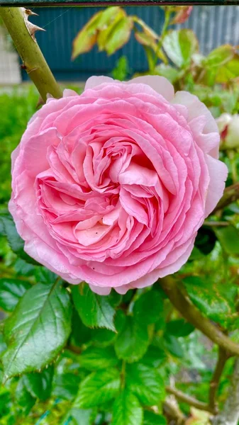 Okouzlující Růžová Zahrada Ain Park Sceaux — Stock fotografie