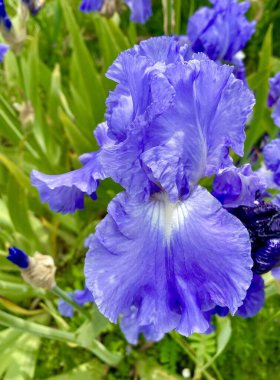 Bahçede açan güzel yaz çiçekleri