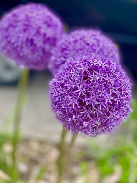 Urocze Kwiaty Piłeczki Allium Parku — Zdjęcie stockowe