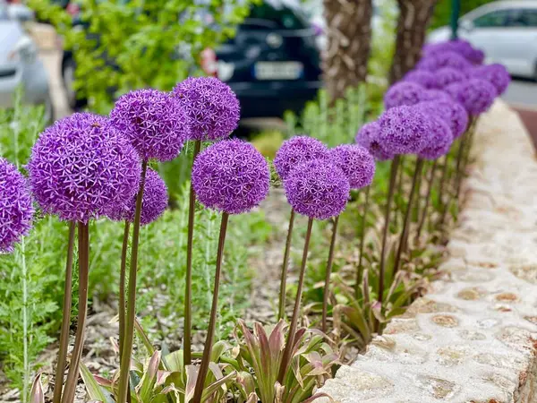 Charmante Boule Allium Fleurs Dans Parc — Photo