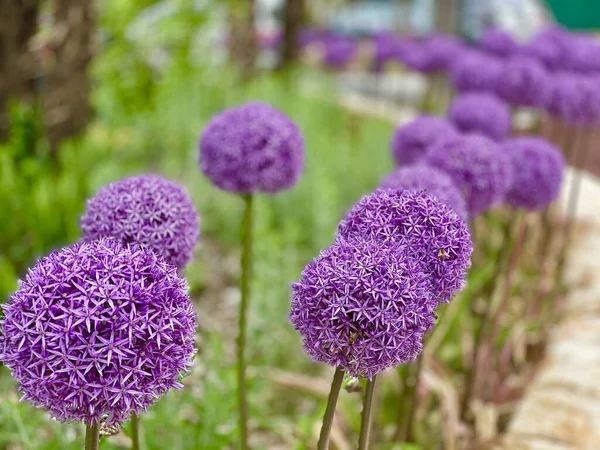 Parkta Büyüleyici Allison Ball Çiçekleri — Stok fotoğraf
