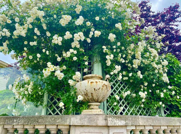 Красивый Розовый Сад Palais Royal Париже — стоковое фото