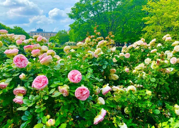 Den Vackra Rosenträdgården Palais Royal Paris — Stockfoto