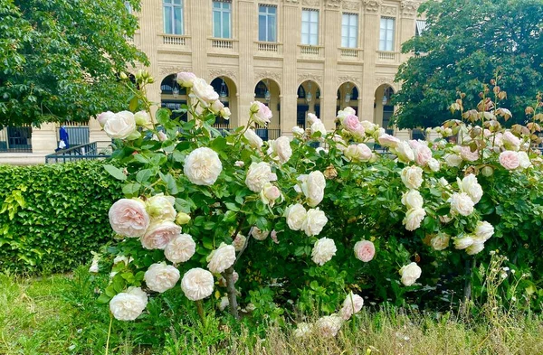 Der Wunderschöne Rosengarten Palais Royal Paris — Stockfoto