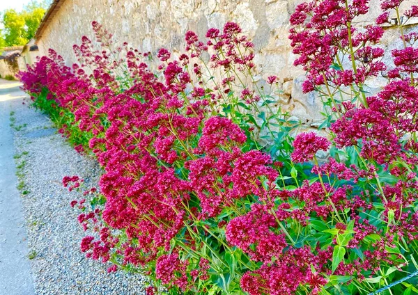 Belles Fleurs Été Long Des Murs Vin Thomery — Photo