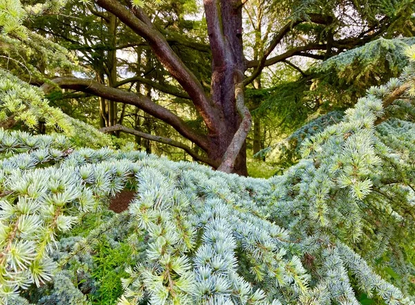 Krásný Zelený Cedr Parku Sceaux Francii — Stock fotografie