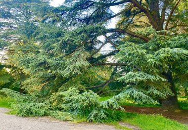 Fransa 'nın Sceaux parkındaki güzel yeşil sedir ağacı