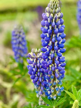 Bahçede açan güzel yaz çiçekleri
