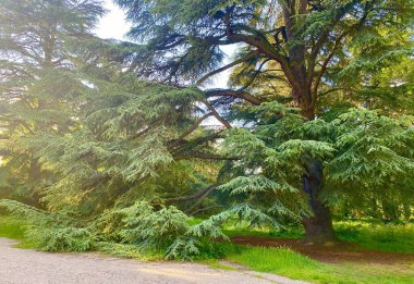 Fransa 'nın Sceaux parkındaki güzel yeşil sedir ağacı