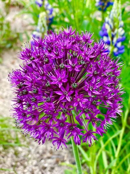 Beautiful Summer Flower Bloom Garden — Stock Photo, Image