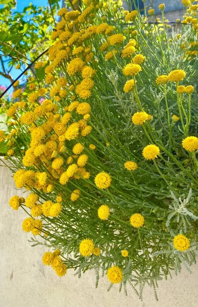 Gyönyörű Sárga Virágok Szaignonban — Stock Fotó