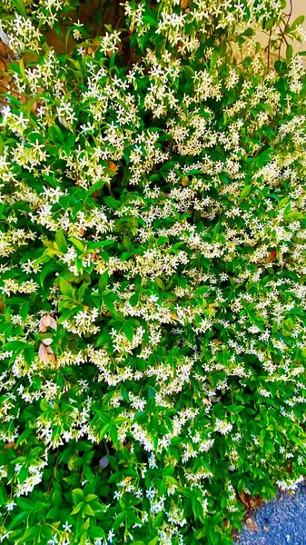 Flores Aromáticas Jasmim Saignon — Fotografia de Stock