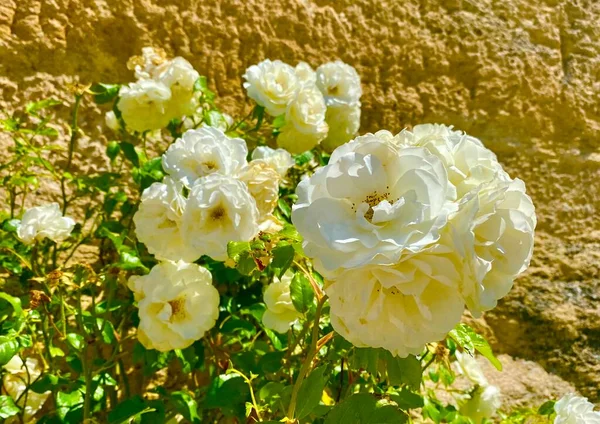 Las Hermosas Rosas Blancas Ansouis — Foto de Stock
