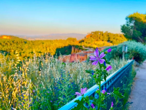 Hermosa Noche Verano Rosellón — Foto de Stock