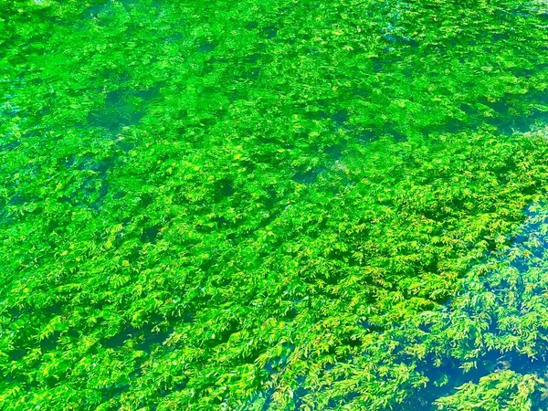 Όμορφος Ποταμός Sorgue Στο Fontaine Vaucluse Στη Νότια Γαλλία — Φωτογραφία Αρχείου