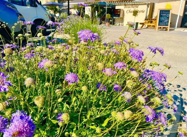 Belles Fleurs Été Luberon — Photo