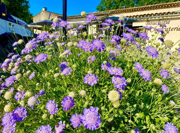 Gyönyörű Nyári Virágok Luberonban — Stock Fotó