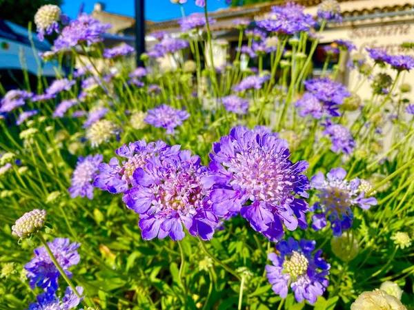 Gyönyörű Nyári Virágok Luberonban — Stock Fotó