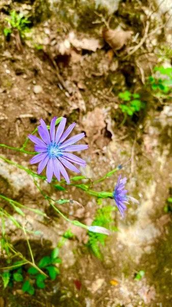 Krásné Fialové Divoké Květiny Gorge Verdon Francii — Stock fotografie