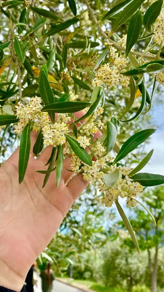 Schöne Olivenbäume Blühen Moustiers — Stockfoto