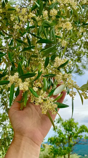 Schöne Olivenbäume Blühen Moustiers — Stockfoto