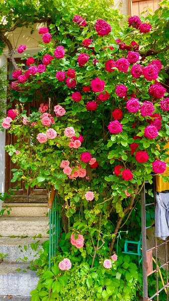 Las Hermosas Rosas Moustiers — Foto de Stock