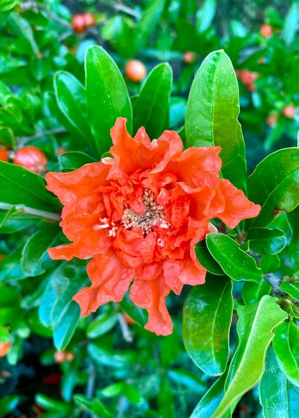 Den Röda Granatäpple Blomman Regionen Provence — Stockfoto