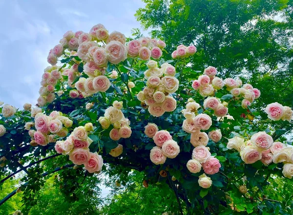 Lindas Flores Rosas Bairro Plessis Robinson França — Fotografia de Stock