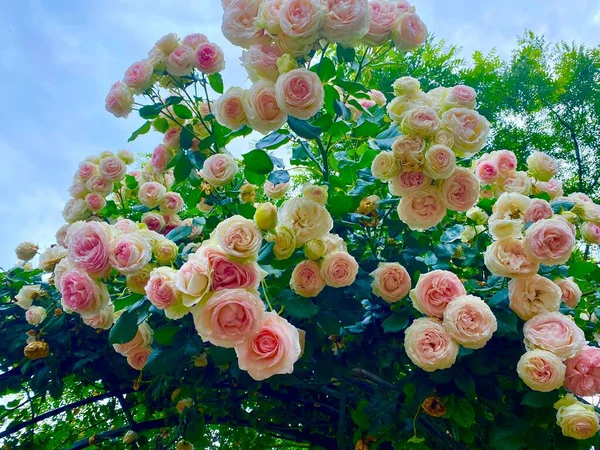 프랑스의 트리스 로빈슨 지역에 아름다운 장미꽃들 — 스톡 사진