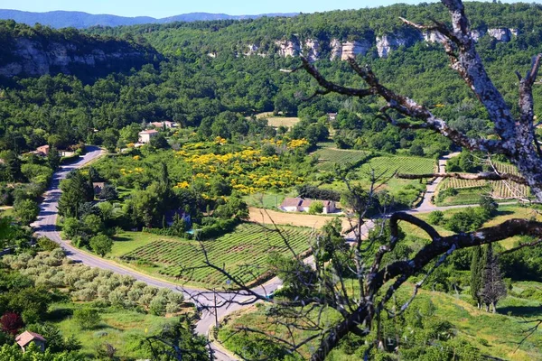 Belas Vistas Sobre Vinhas Provença — Fotografia de Stock