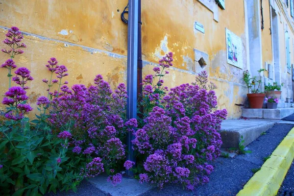 Flores Pueblo Saignon — Foto de Stock