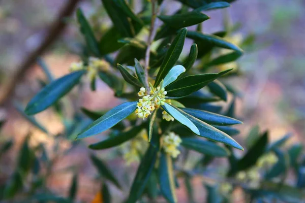 Una Rama Floreciente Olivo — Foto de Stock