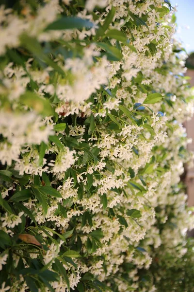 Belas Flores Jasmim Flor — Fotografia de Stock