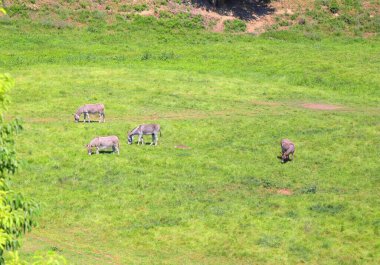 Fransa 'nın Provence şehrinde eşek diye bir şey varmış.