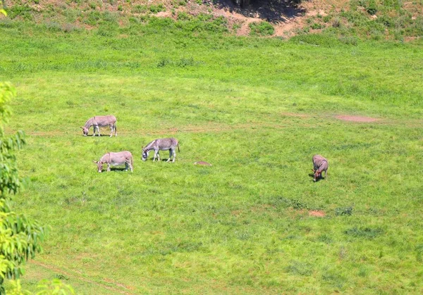 Fransa 'nın Provence şehrinde eşek diye bir şey varmış.