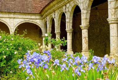 Donnemarie-Dontilly köyündeki kilisenin avlusunda çiçek açan güzel iris çiçekleri