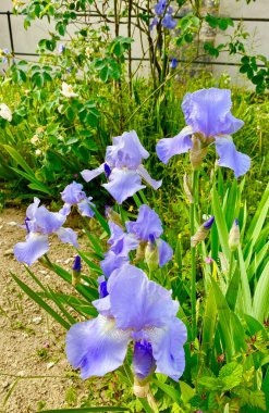 Donnemarie-Dontilly köyündeki kilisenin avlusunda çiçek açan güzel iris çiçekleri