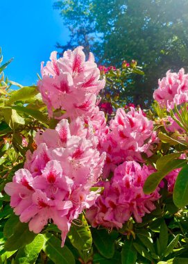 Fontainebleau Kalesi 'nin parkında çiçek açan güzel rhododendron çiçekleri