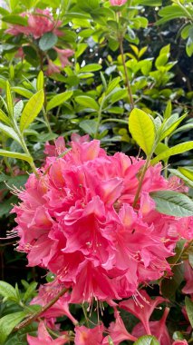 Fontainebleau Kalesi 'nin parkında çiçek açan güzel rhododendron çiçekleri