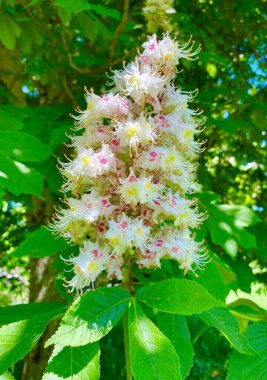 Beautiful chestnut flowers in bloom in spring